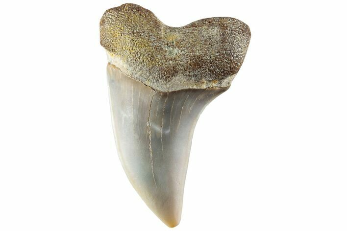 Fossil Shark Tooth (Carcharodon planus) - Bakersfield, CA #228910